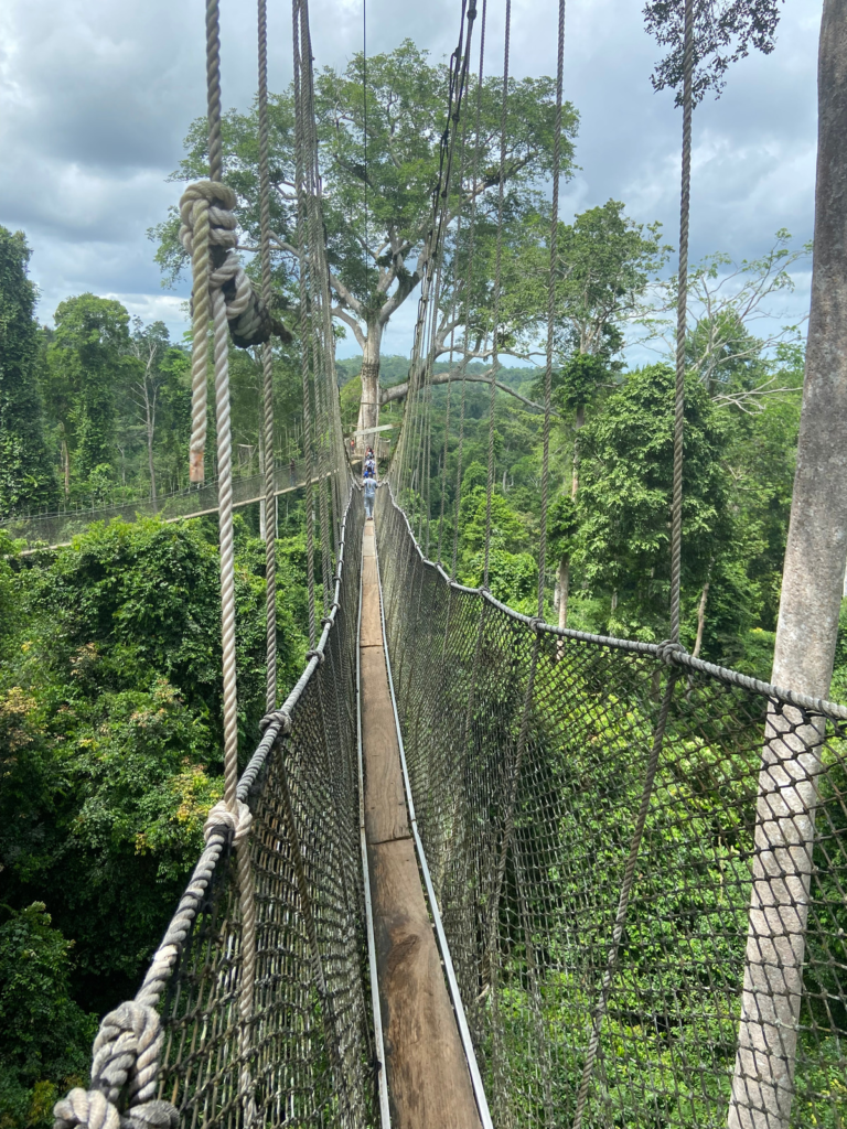 Construction Of The Kakum Canopy Walkway