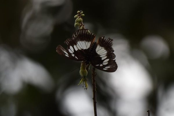 FYN_4945