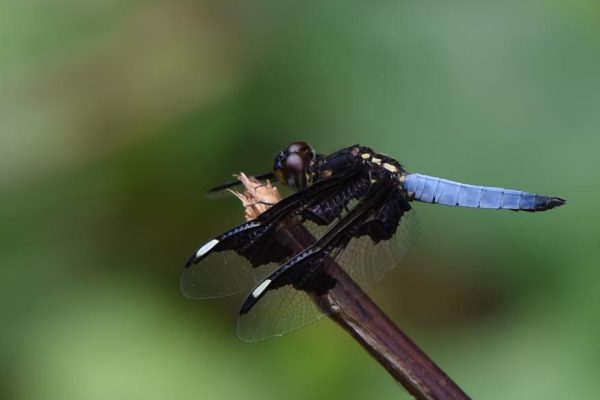 FYN_5311