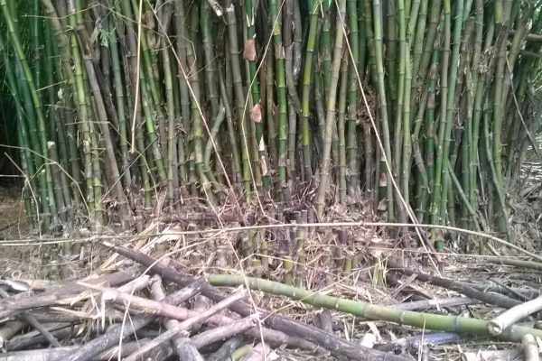 WP_20170111_10_31_04_Pro