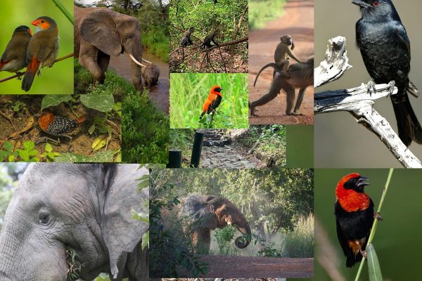 wildlife